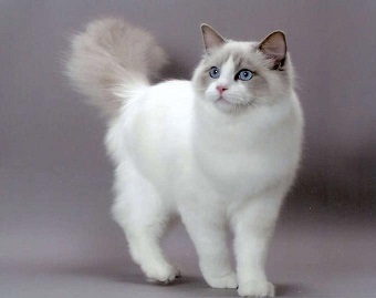 Pisisca Ragdoll